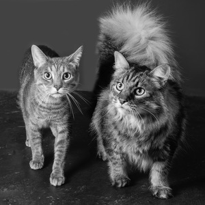 Fundraising Page: Twix and Dusty Pepper